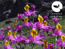 Lodge Andino El Ingenio