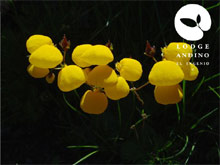 Lodge Andino El Ingenio