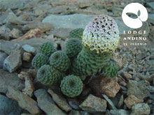 Lodge Andino El Ingenio