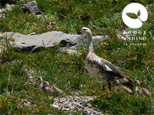 Lodge Andino El Ingenio