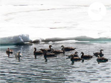 Lodge Andino El Ingenio