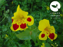 Lodge Andino El Ingenio