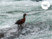 Lodge Andino El Ingenio