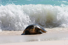 Cousine Island Resort