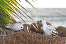 Cousine Island Resort