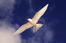 Cousine Island Resort