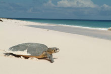 Cousine Island Resort