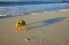 Cousine Island Resort