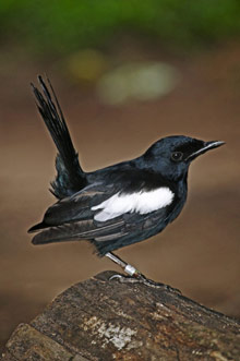 Cousine Island Resort