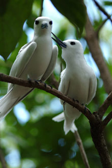 Cousine Island Resort