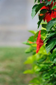 Maradiva Villas Resort & Spa