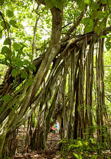 Shangri-La's Villingili Resort & Spa