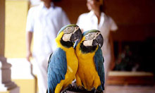 Iberostar Paraiso Beach