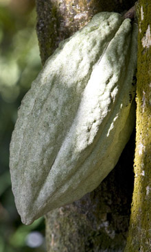 Le Meridien Shimei Bay Beach Resort & Spa