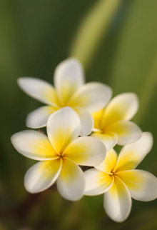 Hilton Sanya Resort & Spa