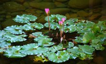 Yalong Bay Villas & SPA Resort