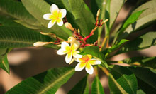 Yalong Bay Villas & SPA Resort