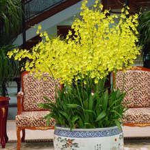 The Shanhaitian Resort Sanya Autograph Collection(ex. Sanya Shanhaitian)