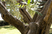 Grand Hotel Diana Majestic