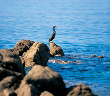 Le Maquis (Porticcio)