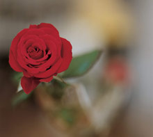 Le Maquis (Porticcio)