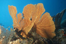 Park Hyatt Maldives Hadahaa