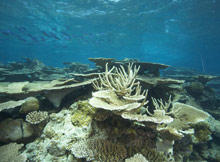 Park Hyatt Maldives Hadahaa