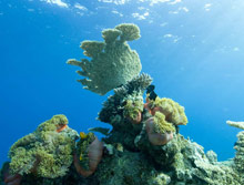 Park Hyatt Maldives Hadahaa