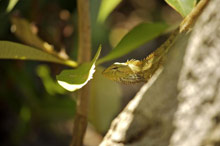 Amara Sanctuary Resort