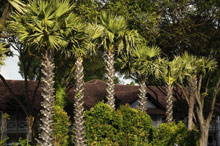 Amara Sanctuary Resort