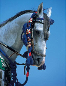 Concorde El Salam Sport Area