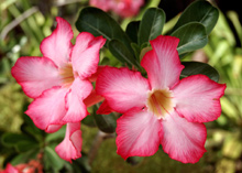 The Fairmont Royal Pavilion