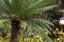 The Fairmont Royal Pavilion