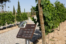 Can Bonastre Wine Resort