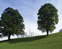 Victoria Jungfrau Grand Hotel & Spa