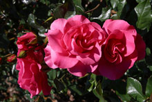 Solstrand Hotel & Bad