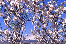 Villa Igiea Hilton Palermo