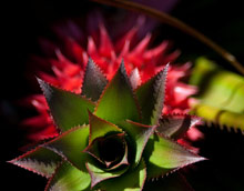 Hotel Hana-Maui & Honua Spa