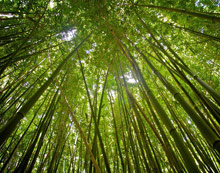 Hotel Hana-Maui & Honua Spa