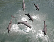 The Kahala Hotel & Resort