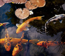 The Westin Maui Resort & Spa