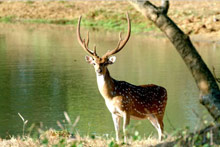 Temple Tree Resort & SPA