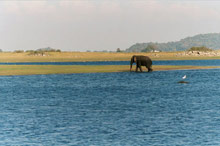 Temple Tree Resort & SPA