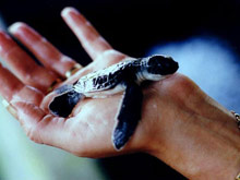 Temple Tree Resort & SPA