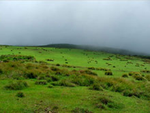 Temple Tree Resort & SPA