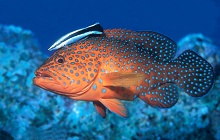 Sheraton Soma Bay Resort