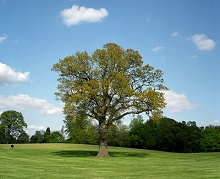 Coworth Park