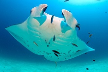 Olhuveli Beach & Spa Resort