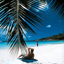 Chauve Souris Relais