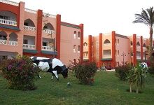 Aqua Vista Resort(ex.Albatros Aqua Vista Resort & Spa)